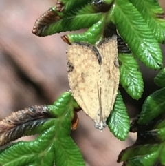 Meritastis ursina at Captains Flat, NSW - 15 Jan 2022