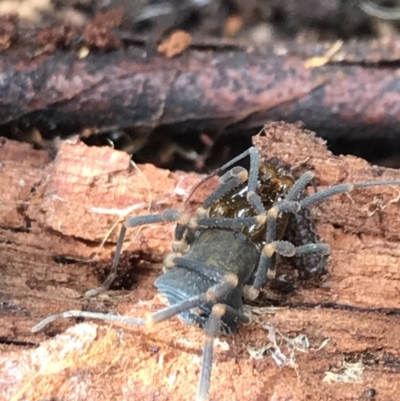 Opiliones (order) (Unidentified harvestman) at Captains Flat, NSW - 15 Jan 2022 by Tapirlord