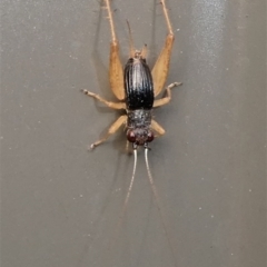 Trigonidium (Trigonidium) canberrae (Canberra Leaf-running Cricket) at Kambah, ACT - 21 Jan 2022 by HarveyPerkins