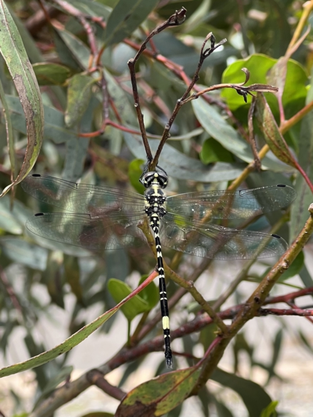 Parasynthemis regina at Murrumbateman, NSW - 21 Jan 2022