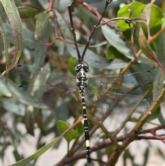 Parasynthemis regina (Royal Tigertail) at Murrumbateman, NSW - 21 Jan 2022 by SimoneC