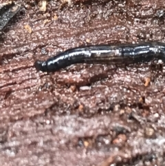 Unverified Other Invertebrate at Captains Flat, NSW - 15 Jan 2022 by Tapirlord