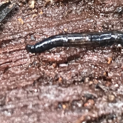 Unverified Other Invertebrate at Captains Flat, NSW - 15 Jan 2022 by Tapirlord
