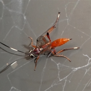 Gotra sp. (genus) at Kambah, ACT - 21 Jan 2022