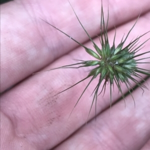 Echinopogon ovatus at Captains Flat, NSW - 15 Jan 2022 11:09 AM