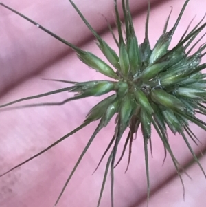 Echinopogon ovatus at Captains Flat, NSW - 15 Jan 2022 11:09 AM