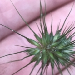 Echinopogon ovatus at Captains Flat, NSW - 15 Jan 2022 11:09 AM