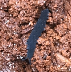 Euperipatoides rowelli (Tallanganda Velvet Worm) at Tallaganda State Forest - 15 Jan 2022 by Tapirlord