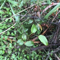 Smilax australis (Barbed-Wire Vine) at QPRC LGA - 15 Jan 2022 by Tapirlord