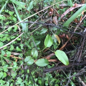 Smilax australis at Captains Flat, NSW - 15 Jan 2022