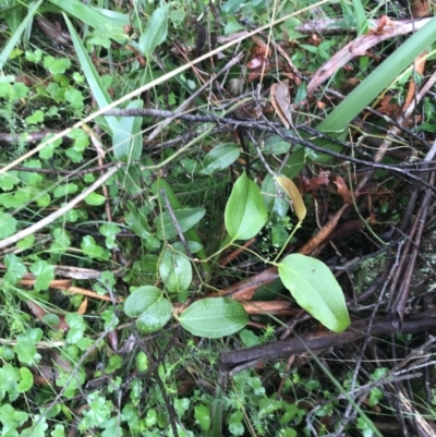 Smilax australis (Barbed-Wire Vine) at QPRC LGA - 15 Jan 2022 by Tapirlord