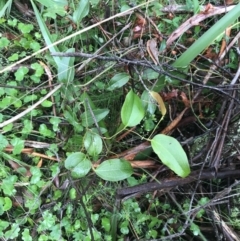 Smilax australis at Captains Flat, NSW - 15 Jan 2022