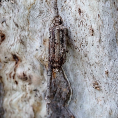Clania ignobilis (Faggot Case Moth) at Blue Gum Point to Attunga Bay - 17 Jan 2022 by ConBoekel
