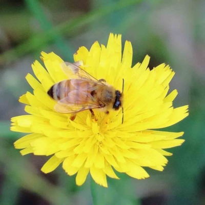 Apis mellifera (European honey bee) at Blue Gum Point to Attunga Bay - 17 Jan 2022 by ConBoekel