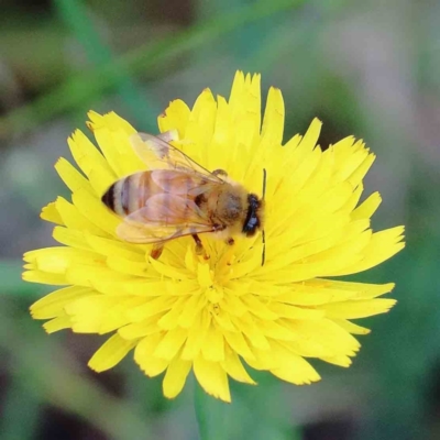 Apis mellifera (European honey bee) at Yarralumla, ACT - 18 Jan 2022 by ConBoekel