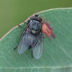 Calliphora vicina (European bluebottle) at Lake Burley Griffin West - 17 Jan 2022 by ConBoekel