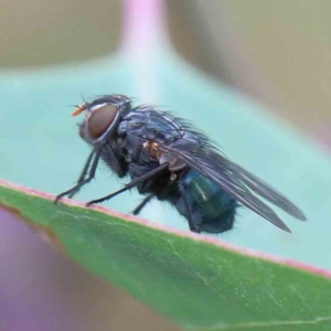 Calliphora vicina at Yarralumla, ACT - 18 Jan 2022