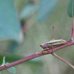 Conocephalus semivittatus (Meadow katydid) at Lake Burley Griffin West - 17 Jan 2022 by ConBoekel