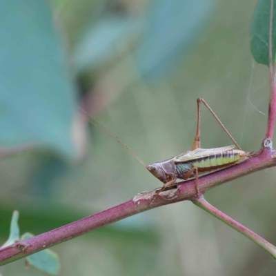 Conocephalus semivittatus (Meadow katydid) at Lake Burley Griffin West - 17 Jan 2022 by ConBoekel