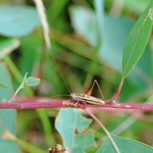 Conocephalus semivittatus at Yarralumla, ACT - 18 Jan 2022