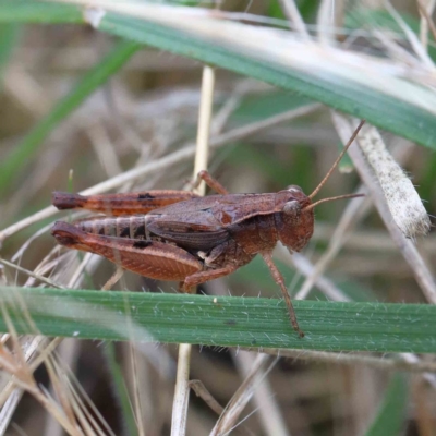 Phaulacridium vittatum (Wingless Grasshopper) at Blue Gum Point to Attunga Bay - 17 Jan 2022 by ConBoekel