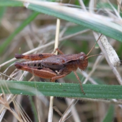 Phaulacridium vittatum (Wingless Grasshopper) at Yarralumla, ACT - 17 Jan 2022 by ConBoekel