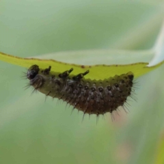 Paropsisterna beata (Blessed Leaf Beetle) at Yarralumla, ACT - 18 Jan 2022 by ConBoekel