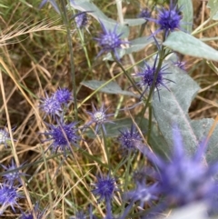 Eryngium ovinum (Blue Devil) at Hughes Grassy Woodland - 21 Jan 2022 by KL