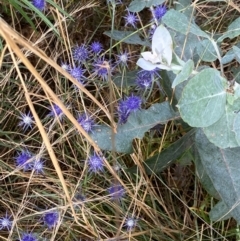 Eryngium ovinum at Hughes, ACT - 21 Jan 2022