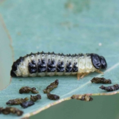 Paropsis atomaria (Eucalyptus leaf beetle) at Blue Gum Point to Attunga Bay - 17 Jan 2022 by ConBoekel