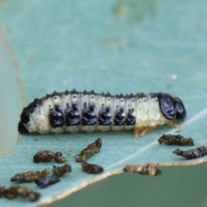 Paropsis atomaria at Yarralumla, ACT - 18 Jan 2022