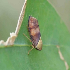 Brunotartessus fulvus (Yellow-headed Leafhopper) at Blue Gum Point to Attunga Bay - 17 Jan 2022 by ConBoekel