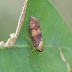 Brunotartessus fulvus (Yellow-headed Leafhopper) at Lake Burley Griffin West - 17 Jan 2022 by ConBoekel