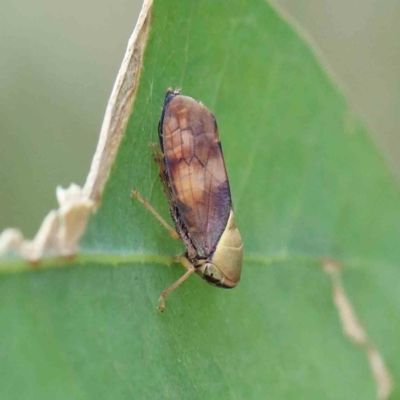 Brunotartessus fulvus (Yellow-headed Leafhopper) at Blue Gum Point to Attunga Bay - 17 Jan 2022 by ConBoekel