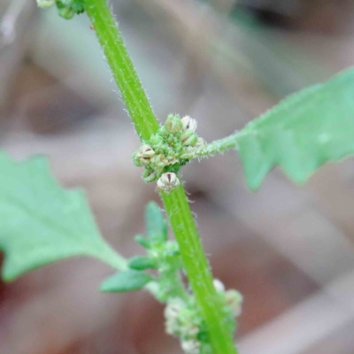 Dysphania pumilio (Small Crumbweed) at Yarralumla, ACT - 17 Jan 2022 by ConBoekel