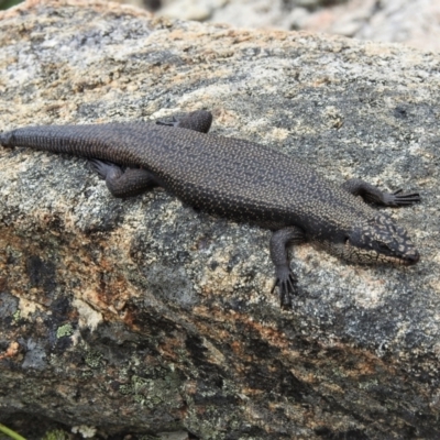 Egernia saxatilis (Black Rock Skink) at Namadgi National Park - 21 Jan 2022 by JohnBundock