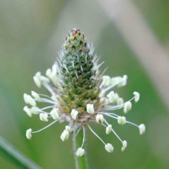 Plantago lanceolata (Ribwort Plantain, Lamb's Tongues) at Lake Burley Griffin West - 17 Jan 2022 by ConBoekel