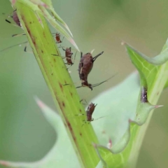 Aphididae (family) (Unidentified aphid) at Blue Gum Point to Attunga Bay - 17 Jan 2022 by ConBoekel