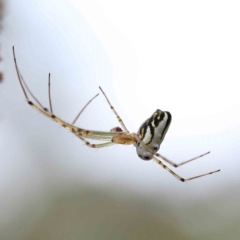 Leucauge dromedaria (Silver dromedary spider) at Lake Burley Griffin West - 17 Jan 2022 by ConBoekel