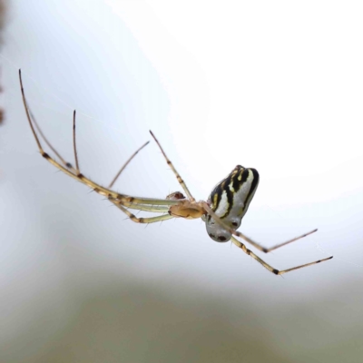 Leucauge dromedaria (Silver dromedary spider) at Lake Burley Griffin West - 17 Jan 2022 by ConBoekel