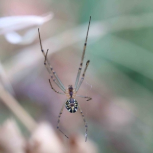 Leucauge dromedaria at Yarralumla, ACT - 18 Jan 2022 09:08 AM