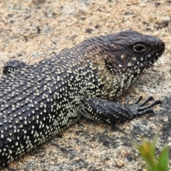 Egernia cunninghami (Cunningham's Skink) at Tennent, ACT - 21 Jan 2022 by JohnBundock