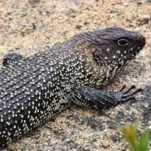 Egernia cunninghami at Tennent, ACT - 21 Jan 2022