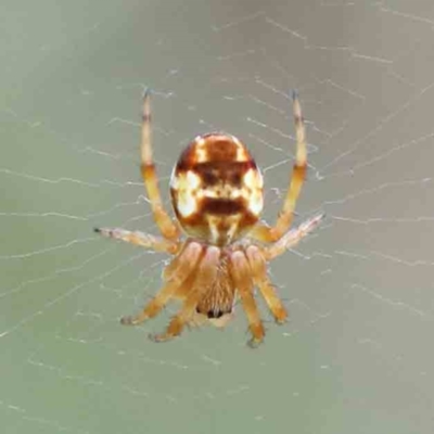 Unidentified Spider (Araneae) at Lake Burley Griffin West - 17 Jan 2022 by ConBoekel