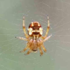 Unidentified Orb-weaving spider (several families) (TBC) at Yarralumla, ACT - 17 Jan 2022 by ConBoekel