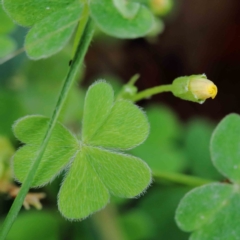 Oxalis sp. (Wood Sorrel) at Lake Burley Griffin West - 18 Jan 2022 by ConBoekel