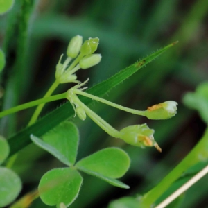 Oxalis sp. at Yarralumla, ACT - 18 Jan 2022