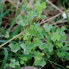 Oxalis sp. at Yarralumla, ACT - 18 Jan 2022