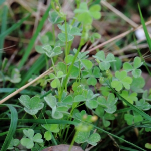 Oxalis sp. at Yarralumla, ACT - 18 Jan 2022