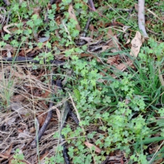 Oxalis sp. at Yarralumla, ACT - 18 Jan 2022